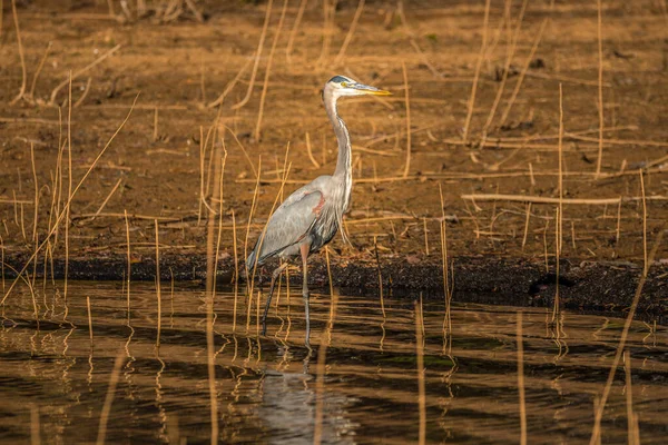 Grand héron pataugeant sur le rivage — Photo