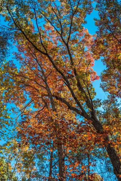 Autumn trees looking upward — ストック写真