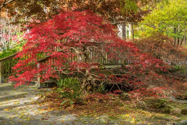 Pequena árvore de bordo japonês — Fotografia de Stock