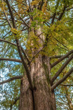 Sonbaharda sedir ağacı