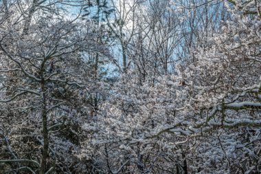 Ağaç dalları üzerinde kar