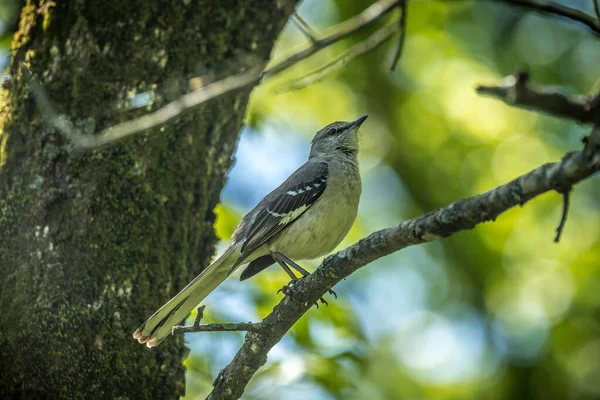 Mockingbird na větvi stromu — Stock fotografie