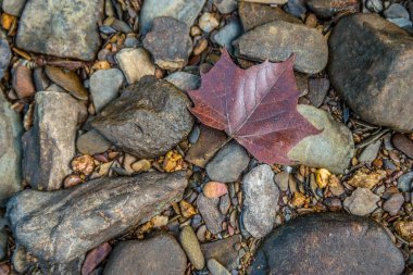 Tek yaprak kayaların üzerinde yatıyor.