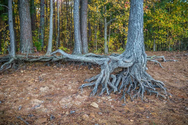 Radici degli alberi esposte all'erosione — Foto Stock