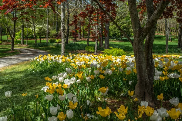 Tulpen wit en geel — Stockfoto