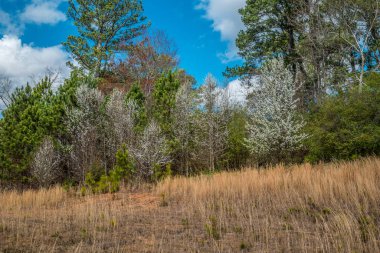 Beyaz çiçekli ağaçlar