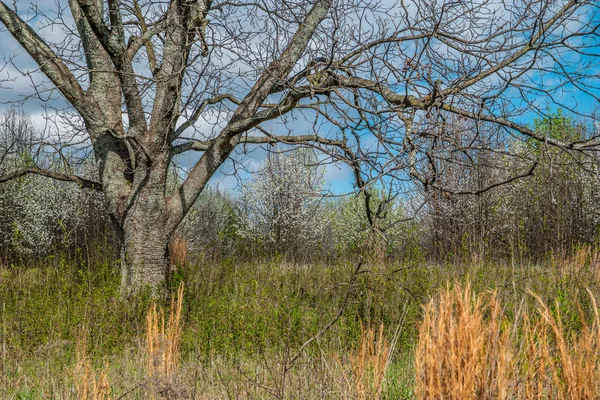 Grote boom in een veld — Stockfoto