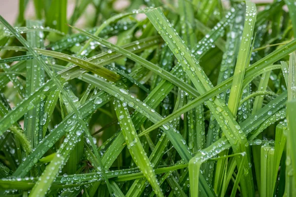 Gotas de agua sobre hierba — Foto de Stock