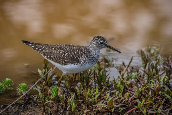 Sandpiper bird nas zonas húmidas — Fotografia de Stock