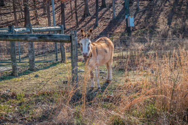 Burro atrás da cerca — Fotografia de Stock