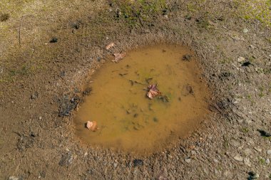 Su birikintisinde yüzen yaprak.