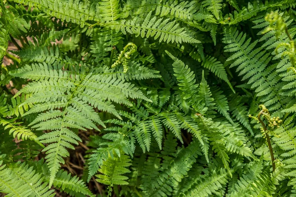 Зеленые папоротники в лесу — стоковое фото