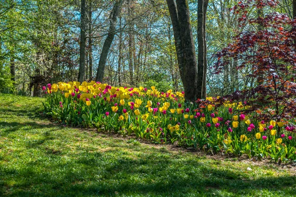 Tulpen in een bloembed rond een boom — Stockfoto