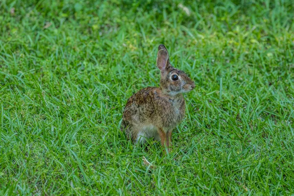 Full grown eastern cottontail rabbit sitting up and alert in green grass in the backyard on a sunny day in spring