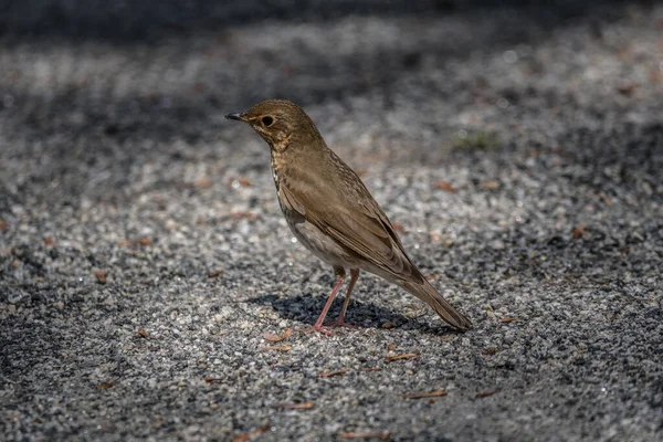 Jeune Oiseau Brun Debout Sur Sentier Pédestre Décidant Aller Trouver — Photo