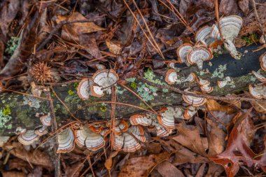 Çürüyen bir ağaç dalı. Soğuk bir kış gününde yerde ıslak yapraklar ve diğer orman atıklarıyla çevrili mantar ve yosunları var.