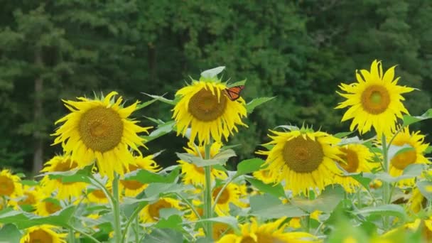 Pulserande Apelsin Monarch Fjäril Flyger Runt Solrosor Pollinera Höga Växterna — Stockvideo