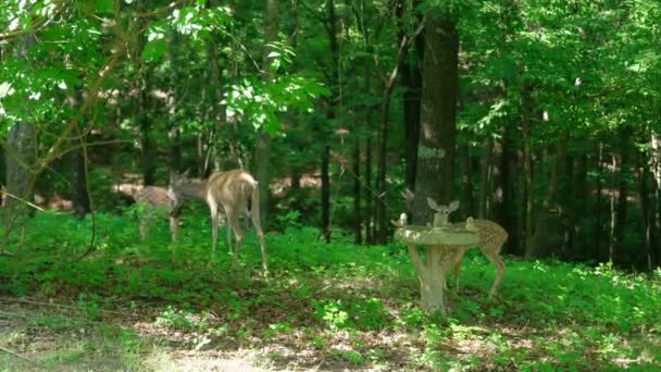 夏の晴れた日に鳥風呂に興味がある一方で 森の中で彼女のお気に入りの一人を身づくろい母鹿 — ストック動画