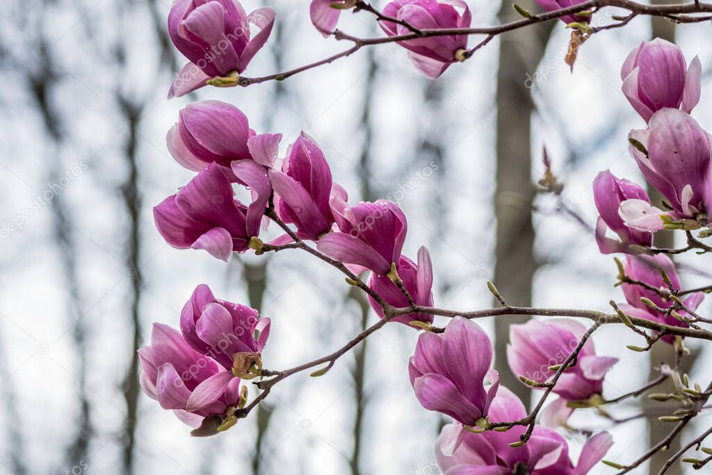 Vibrant dark pink magnolia flowers blooming on the tree branches with rain droplets on the petals on a bright day in springtime