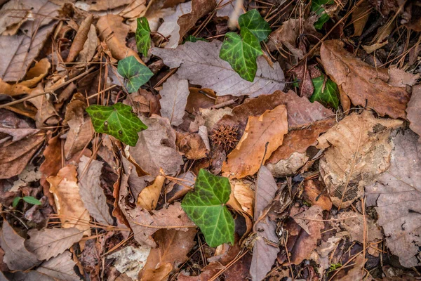 Fallen Leaves Pine Needles Small Twigs Littering Forest Floor Newly — Stock Photo, Image