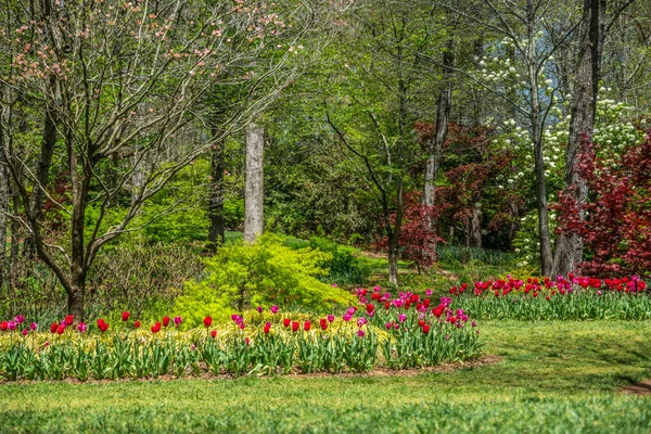Veel Verschillende Soorten Bomen Tulpen Bloei Een Bosrijke Omgeving Een — Stockfoto