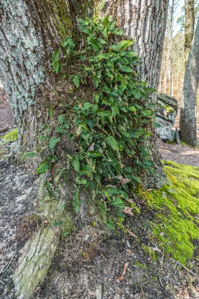 Bir Ağaç Gövdesinin Kabuğunda Yetişen Yeşil Yapraklı Eğreltiotu Yaprakları Güneşli — Stok fotoğraf