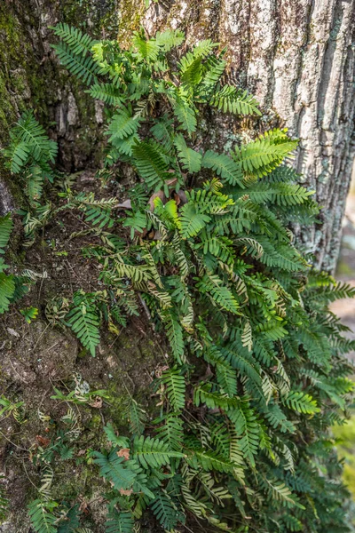 A closeup view of leafy fern fronds growing on the bark of a tree in the woodlands on a sunny day in early spring