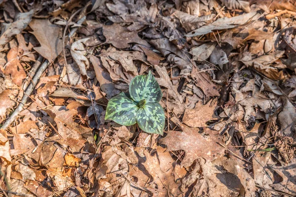 Egy Zöld Foltos Levél Trillium Bukkant Elő Erdő Padlóján Lévő — Stock Fotó