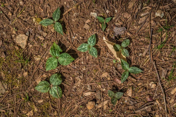 Olhando Para Baixo Perto Agrupamento Pequenos Triliums Selvagens Emergentes Chão — Fotografia de Stock