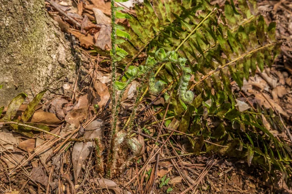 Egy Vadpáfrány Bukkan Fel Erdőtörmeléken Keresztül Földről Egy Mellett Egy — Stock Fotó