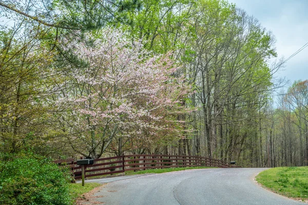 早春の曇りの日に田舎の素朴なフェンスに囲まれた開花木を過ぎた田舎の裏道 — ストック写真