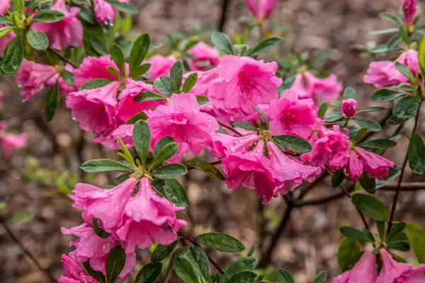 Zbliżenie Tętniących Życiem Różowych Kwiatów Azalii Rozkwicie Kroplami Wody Deszczu — Zdjęcie stockowe