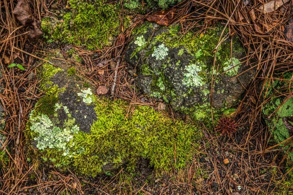 Verschiedene Arten Von Flechten Und Moosen Die Frühling Auf Den — Stockfoto