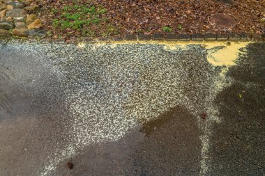 Large gathering of yellow pollen laying in a puddle on cement after the rainfall from flowers and trees in early springtime clipart
