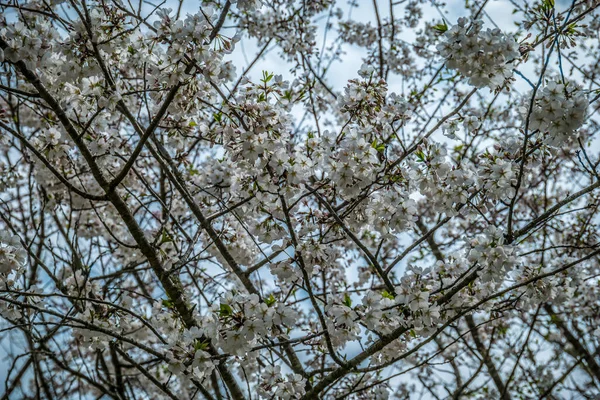 Blick Nach Oben Den Bewölkten Himmel Den Weiß Blühenden Ästen — Stockfoto