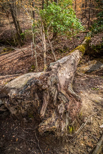 Grand Arbre Tombé Dans Les Bois Pourrissant Pourrissant Long Des — Photo