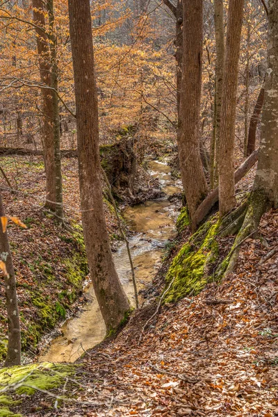 春の初めの晴れた日には 水のほとりに木々や苔が茂る森の中を流れる小さな浅い小川 — ストック写真