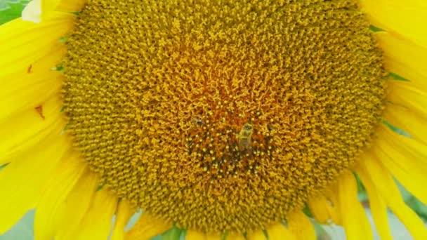蜜蜂从向日葵中采集花粉在夏天的特写中 蜜蜂被黄色花粉覆盖着 — 图库视频影像