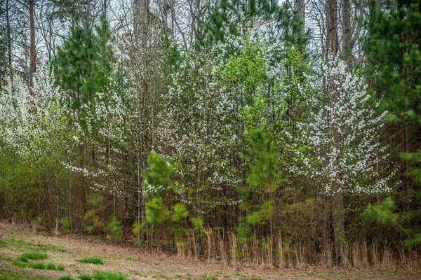 Een Cluster Van Witte Bloeiende Bomen Gemengd Tussen Andere Bomen — Stockfoto