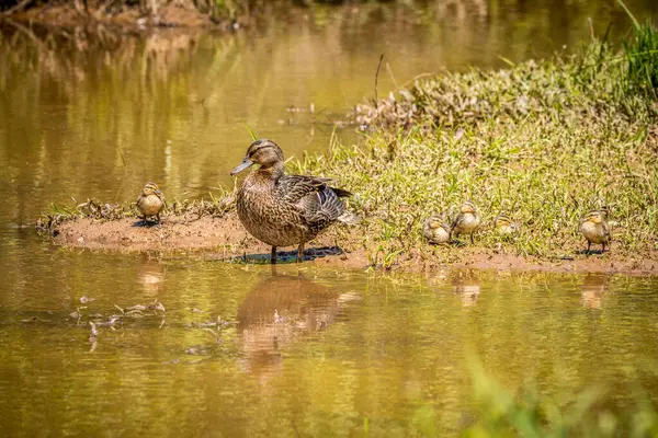 Uma Mallard Fêmea Cuidando Seus Pequenos Patinhos Costa Das Zonas — Fotografia de Stock