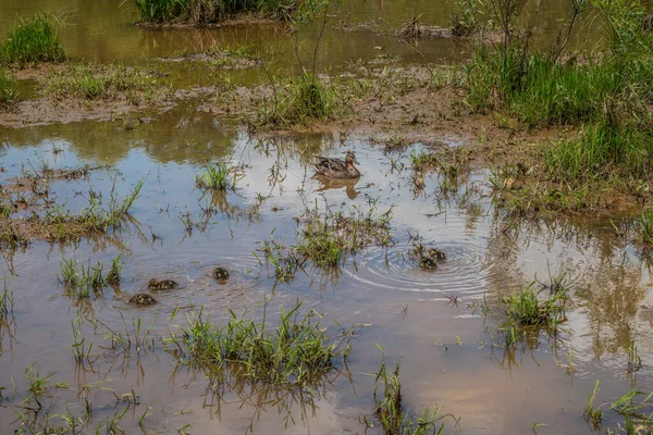 Mallard Fêmea Cuidando Seus Pequenos Patinhos Nas Zonas Húmidas Dia — Fotografia de Stock