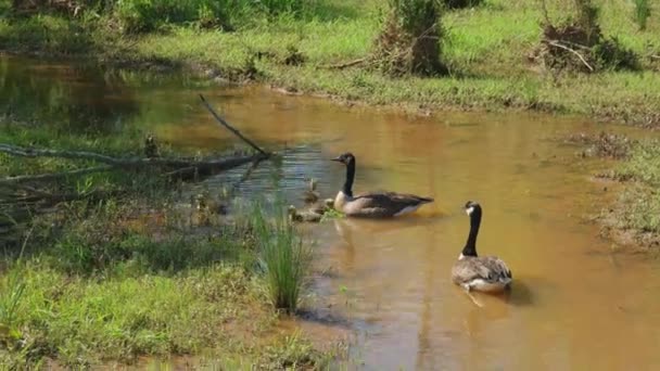 春の明るい晴れた日に湿地で水の中で泳ぐために一緒に彼らのファジィ小さなうなり声を集めるカナダのガチョウの両親 — ストック動画
