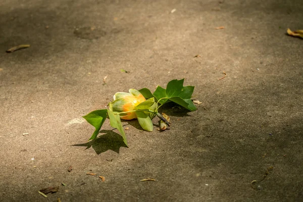 在春光明媚的日子里 一株郁金香花完好无损地绽放在地上 枝头上的郁金香叶 — 图库照片