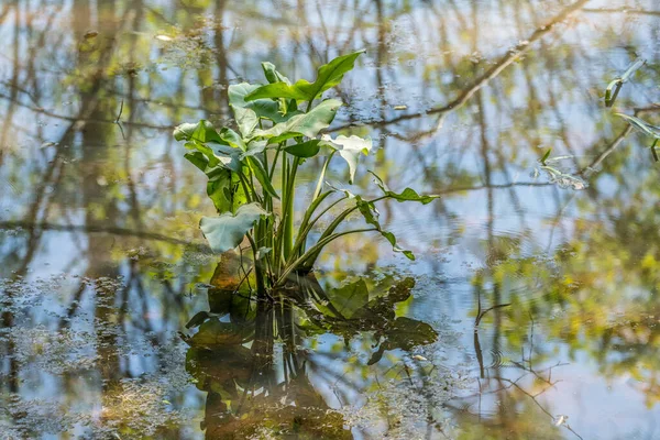 Sebuah Tumbuh Panah Daun Lebar Tanaman Akuatik Dengan Daun Hanya — Stok Foto