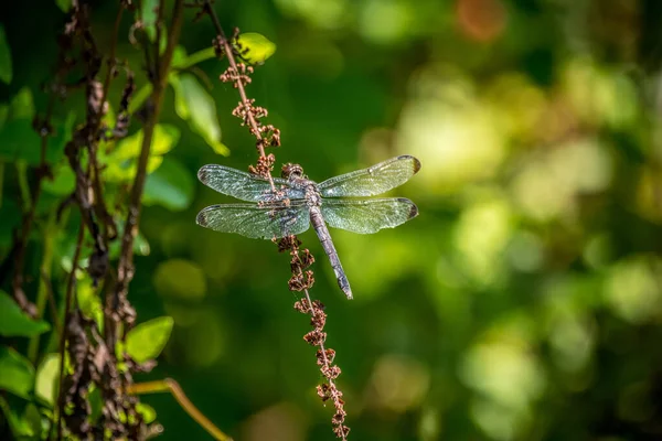 Large Winged Dragonfly Perched Vine Resting Its Wings Glistening Bright — Stock Photo, Image