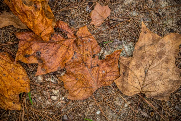 Krossade Och Ruttnande Tulpanträd Blad Som Hade Fallit Till Marken — Stockfoto