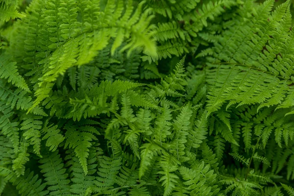 Buja Zöld Teljesen Nyitott Levelei Egy Páfrány Növény Erdők Borítja — Stock Fotó