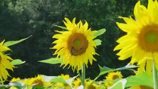 Varias Abejas Una Mariposa Monarca Que Van Flor Flor Recogiendo — Vídeos de Stock