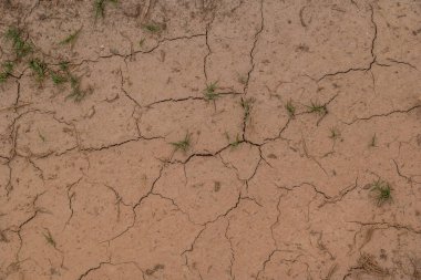Kuraklık yüzünden çamurlar kuruyup çatlıyor. Yüzeyde hâlâ çimen yetişiyor ve diğer bitkiler de iklim değişikliği eksikliğinden ölüyor.