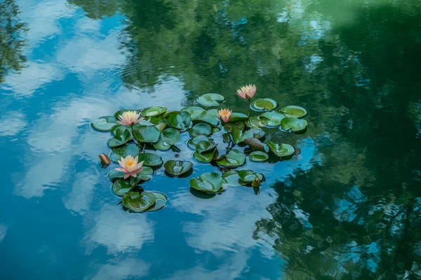 Una Agrupación Hermosos Nenúfares Rosados Que Abren Estanque Tranquilo Con — Foto de Stock